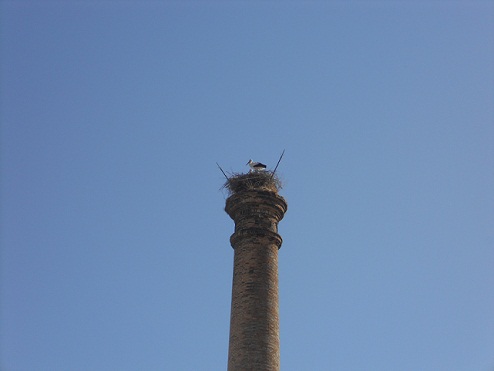 Me sorprendió ver el sábado pasado, 26 de octubre, que una collera de cigüeñas había ocupado el nido de la chimenea de la antigua almazara de Nª Sª de las Virtudes, en la Puebla de Cazalla.
Joaquín