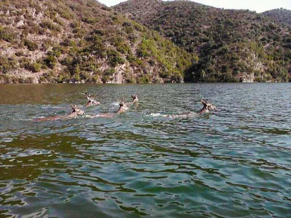 Esta es la foto de la que os hablé y que ahora exponemos por gentileza de Juan Luis, del Parque Natural Sierra de Andújar.

Mónica Fernández-Aceytuno