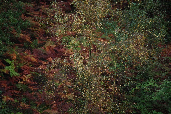 Hojas y helechos de otoño