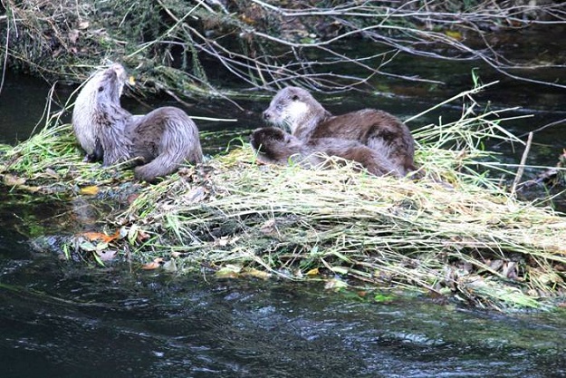 Se trata de una familia de nutrias jugando en el río Umia el pasado día 18, aguas abajo del balneario de Caldas de Reis. 

Joaquín
AUTOR DE LA FOTO: Jesús Pampin