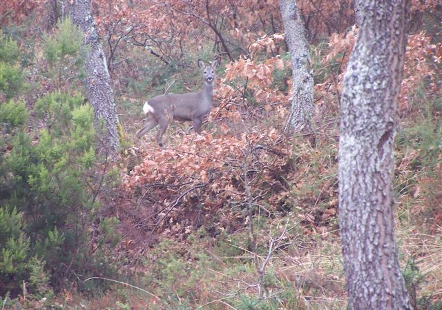 Frente al gamo y el ciervo, la hembra suele tener dos crías, incluso tres en cada parto. Tres corcinos.

Mónica Fernández-Aceytuno 
AUTOR DE LA FOTO: J. Antúnez