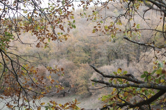 No es que este bosque fuera un sueño; es que se diría que todo el quejigar soñaba que siempre es otoño.

Mónica Fernández-Aceytuno