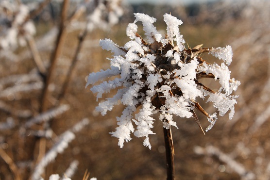 Plumas de hielo sacó la cencellada a los cardos.

Mónica Fernández-Aceytuno