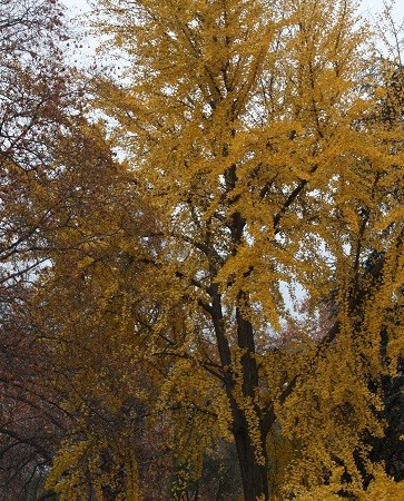 Mientras caminaba hace un momento hacia la plaza de la Lealtad para retratar a este Ginkgo biloba iba pensando que…

Mónica Fernández-Aceytuno