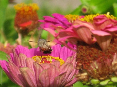 Así llamada por la forma de su vuelo que recuerda al del colibrí.

AUTORA DE LA FOTO: Pilar López

José Manuel Guerra Sanz