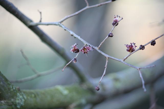 El olmo es un gran árbol que, deshojado y en invierno, da flores diminutas de infinita belleza.

Mónica Fernández-Aceytuno