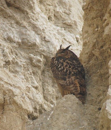 El canto del búho anuncia nevadas.

Mónica Fernández-Aceytuno
FOTO: Búho real (Bubo bubo)- Eagle Owl- Grand-Duc d´Europe – Uhu- 
AUTOR: Ricardo Pérez Rodríguez