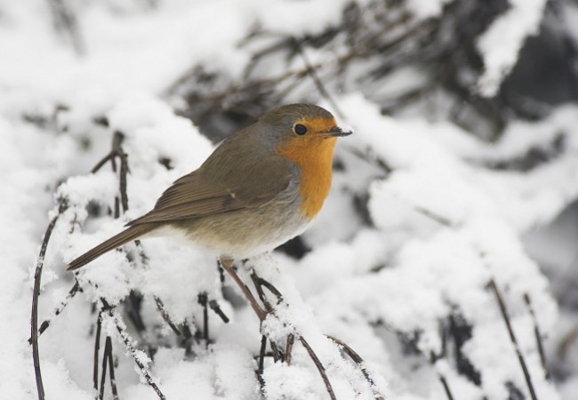 Cuando la carama persiste la gente dice que va a nevar más.

Yzur

AUTOR DE LA FOTO: Javier Valladares

