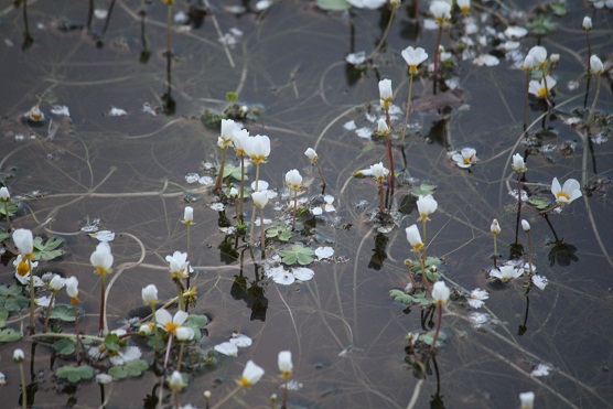 Charcas sobre las que flotan en primavera, un poco elevadas, como para no mojarse los pétalos en el agua, las flores blancas de los ranúnculos.

Mónica Fernández-Aceytuno