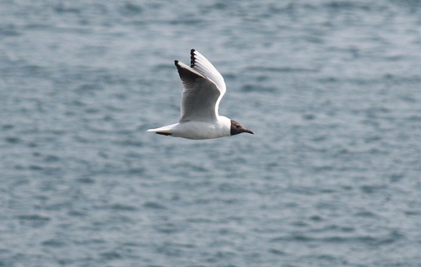 Gaviotas por Madrid