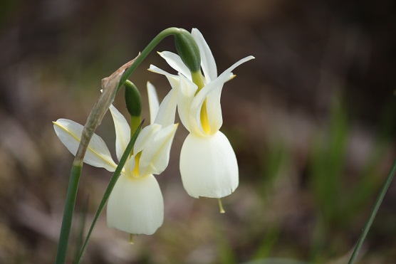 Me pregunto si la luz habrá hecho emerger ya de la orilla del río a los narcisos silvestres. 

Mónica Fernández-Aceytuno