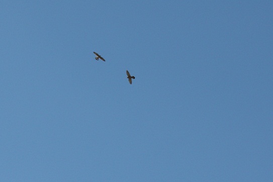 Esta es la pareja de cernícalos que observé planeando, muy alta, sobre el parque del Retiro.

Mónica Fernández-Aceytuno