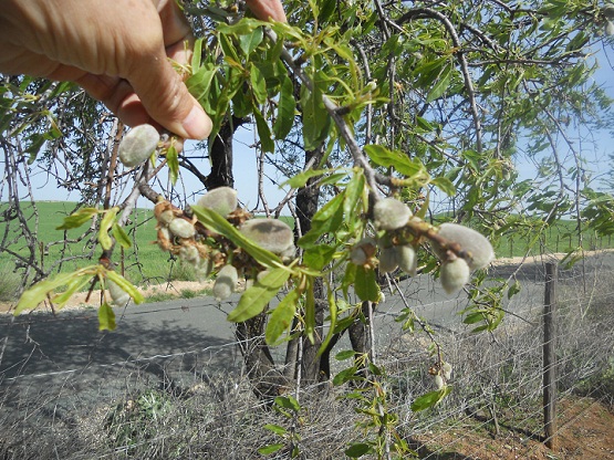 En la cuneta de la carretera del Fontanar han crecido unos cuantos almendros amargos.

Joaqúin