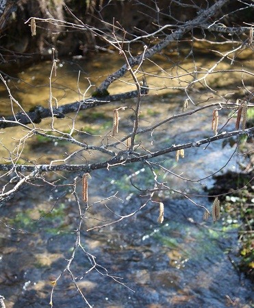 Las especies, cerca o lejos del mar, conservan los mismos gustos.

Mónica Fernández-Aceytuno

