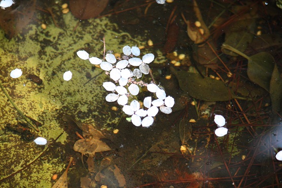 Los pétalos caídos dibujan una nueva flor sobre el agua. Muere la función, no la belleza.

Mónica Fernández-Aceytuno