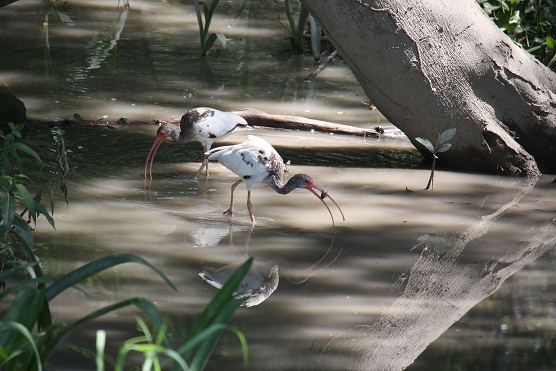 Ayer estuve observando estos pollos de ibis blancos en la isla Santay, un lugar de Ecuador que me ha entusiasmado.

Mónica Fernández-Aceytuno