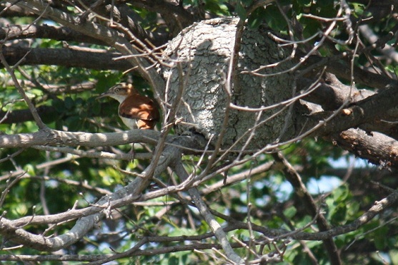 Me encanta volverme a encontrar con los pájaros como este hornero en la isla ecuatoriana de Santay, cuyo nido, como horno de pan, había observado en Uruguay hace unos años.

Mónica Fernández-Aceytuno

