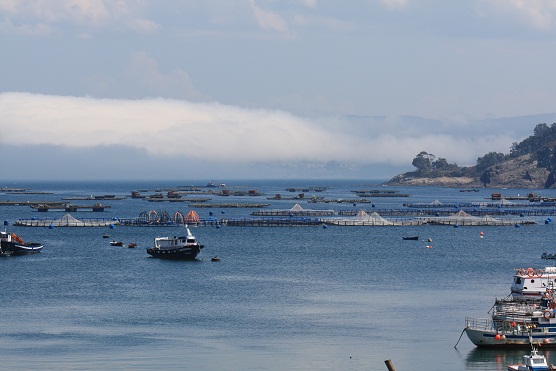 Niebla, sueño del agua.