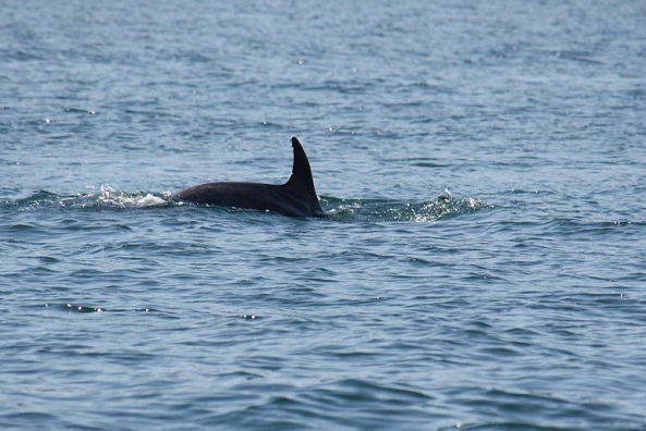 Ayer por la tarde vimos a este delfín mular claramente identificable por las muescas en la aleta dorsal.