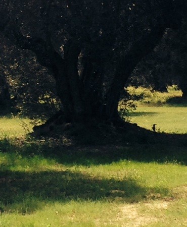 Entre olivares de la Quinta del Pardo apareció esta abubilla a la sombra de un viejo olivo.

asereT56