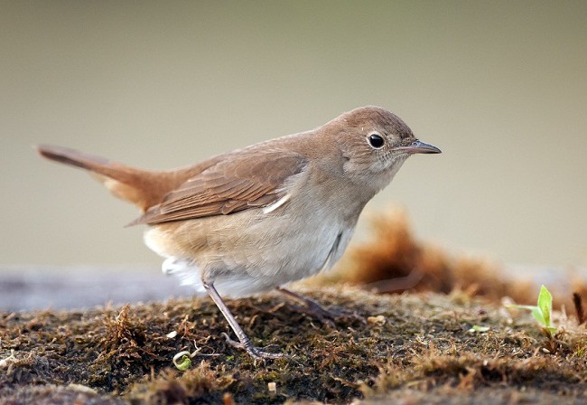 Cada especie no está donde quisiera estar, sino en el único lugar en el que tiene alguna posibilidad de salir adelante.

Mónica Fernández-Aceytuno
FOTO: Ruiseñor común (Luscinia megarhynchos), por Javier Valladares