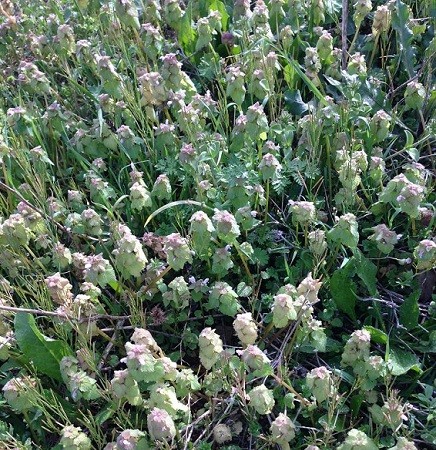 Florecidos los perales, limpias las cerezas, sahucos con las corolas señaladas, y los vizcobeños meciendo los ramilletes de tupidas flores, por encima de lirios,coronas y zapatitos de la Virgen.
María Luisa