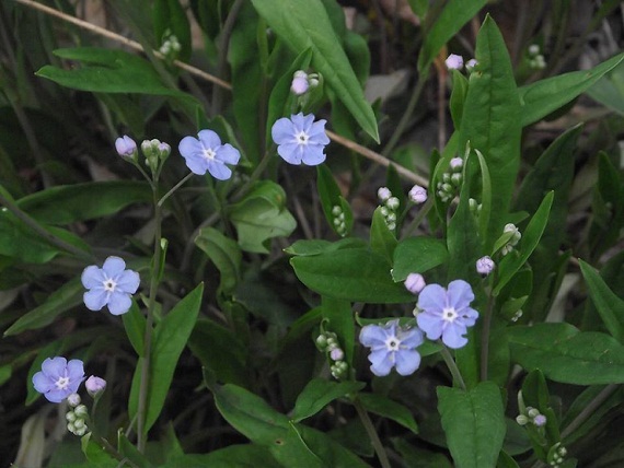 Ayer estuve en un desayuno con Elena Poniatowska, la flamante premio Cervantes.

Mónica Fernández-Aceytuno

FOTO: Nomeolvides silvestre (Myosotis sylvatica) AUTORA: María