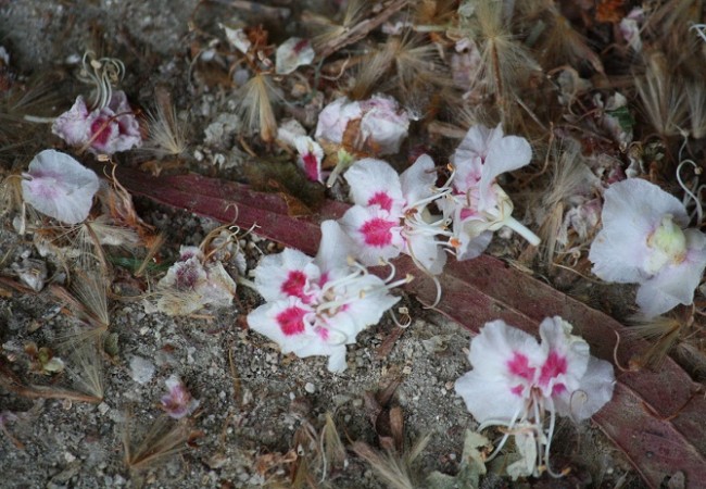 Si hay algo que una flor no puede permitirse es perder el tiempo.

Mónica Fernández-Aceytuno