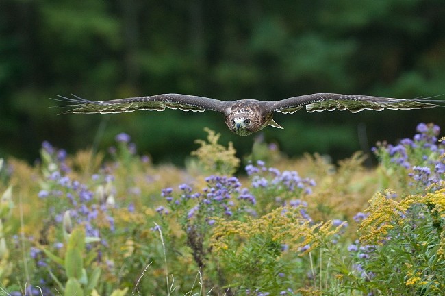 Es el halcón, como el azar, en este valle de lágrimas, el eje de la obra.

Mónica Fernández-Aceytuno
FOTO: Red-tailed Hawk
AUTOR:Raymond Barlow