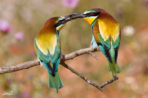 La vida se mueve a tientas.

Mónica Fernández-Aceytuno

FOTO: Cortejo. Abejaruco Común (Merops apiaster)
AUTOR: Juan Carlos Cruz García