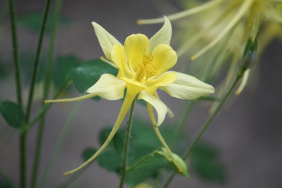 En esta Aquilegia flavescens “las garras” están ya hacia abajo.

Mónica