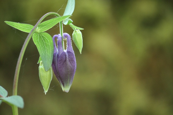 Hay flores como la amapola o la aquilegia que se yerguen justo antes de abrise.

Mónica Fernández-Aceytuno