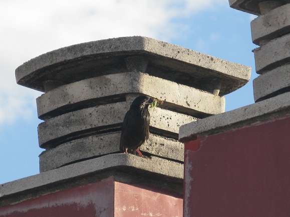 Dos parejas de estorninos negros hacen sus nidos en los respiraderos que hay encima del tejado de mi casa.

Pilar