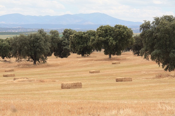 Tenían las pacas en común las semillas de algunas flores, las caléndulas que acababan germinando cuando deshacían la paca los caballos y les caía la lluvia encima. 

Mónica Fernández-Aceytuno