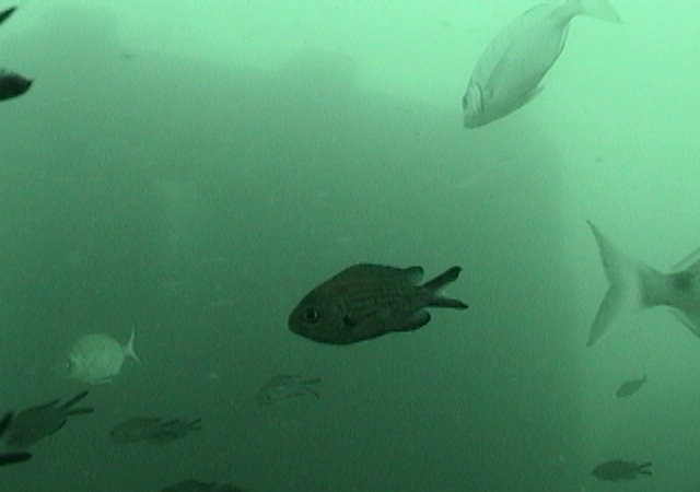 La castañuela (Chromis chromis) es una de las especies que más se observa estos días en los alrededores del laboratorio submarino.

Mónica Fernández-Aceytuno