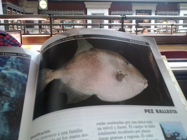 Sumergida entre nombres de peces en la Biblioteca Nacional.

Mónica Fernández-Aceytuno
