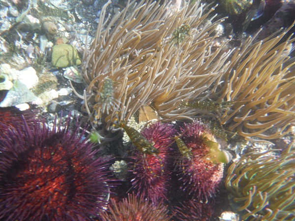 Una sola hembra de erizo arroja al azul del mar y del azar veinticinco millones de óvulos. 

Mónica Fernández-Aceytuno