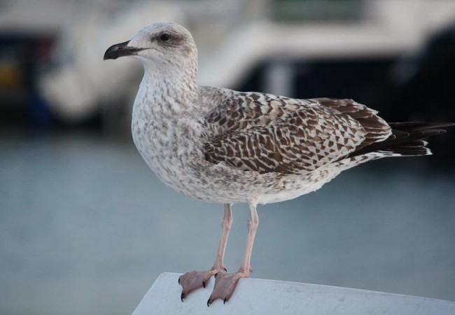 Pollo de gaviota