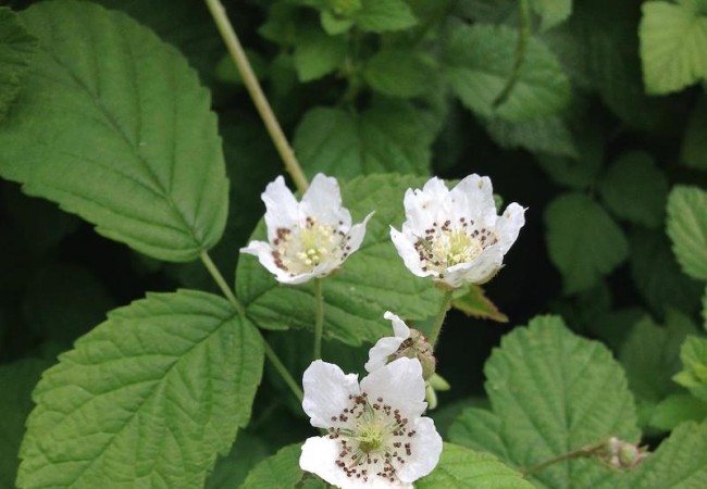 Moras terreñas o frambuesas