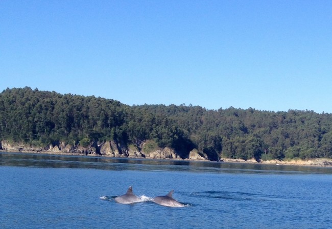 Delfines mulares en la ría