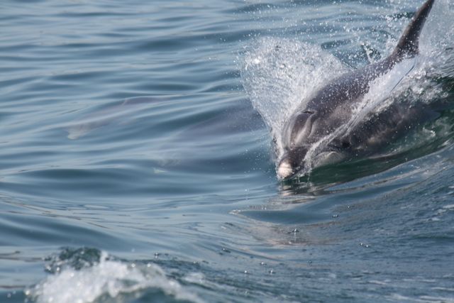 Delfín mular (Tursiops truncatus) o Bottlenose dolphin