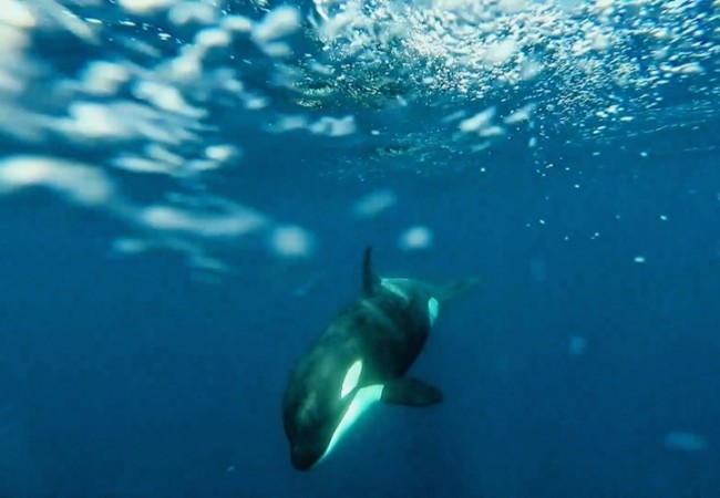 Orcas en el Estrecho