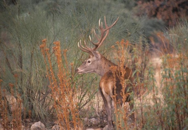 Venado fotografíado por Juan Carlos Grande Miguel en el Parque Nacional de Monfragüe.