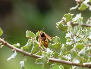 Avispón (Vespa crabro) / Ramiro Pérez-Maura