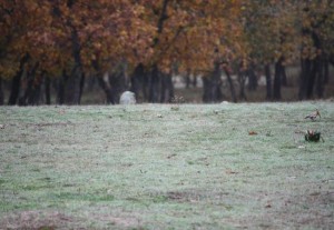 Abubilla (Upupa epops) / Aceytuno