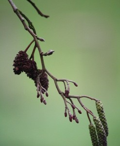 Aliso (Alnus glutinosa) / Aceytuno