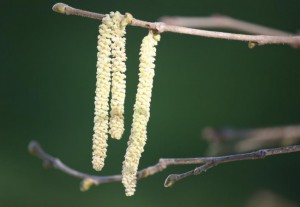 Amento del avellano (Corylus avellana) / Aceytuno