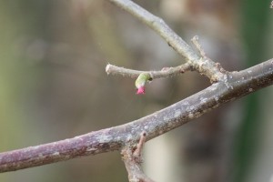 Flor femenina del avellano (Corylus avellana) / Aceytuno