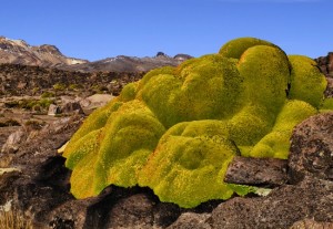 Azorella compacta en la ruta hacia Chivay-Perú el 4-9-2010 / Salvador Solé