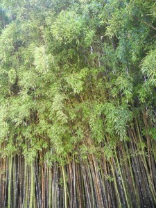 Bosque de bambú negro del Balneario Dávila de Caldas de Reyes / Joaquín